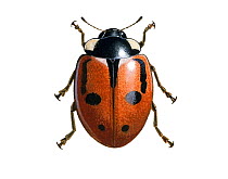 Illustration of Hieroglyphic ladybird (Coccinella hieroglyphica),Coccinellidae, typical form.