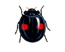Illustration of Kidney-spot ladybird / Harlequin beetle (Chilocorus renipustulatus).