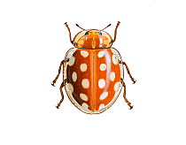 Illustration of Orange ladybird (Halyzia 16-guttata).