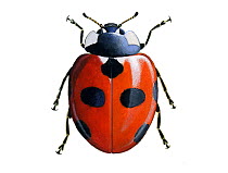 Illustration of Scarce seven-spot ladybird (Coccinella magnifica).