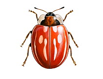 Illustration of Striped ladybird (Myzia oblongoguttata).