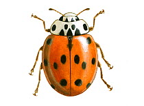 Illustration of Ten-spot ladybird (Adalia decempunctata / 10-punctata).