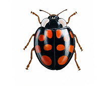 Illustration of Asian lady beetle / Japanese ladybug / Harlequin ladybird (Harmonia axyridis), Coccinellidae.