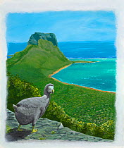 Illustration of Dodo (Raphus cucullatus) - extinct~Flightless bird endemic to Mauritius, extinct since the mid to late 17th century.