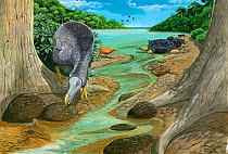 Illustration of Dodo (Raphus cucullatus) - extinct Dodo endemic to Mauritius.  Mauritius red rail (Aphanapteryx bonasia) and giant tortoise (Cylindraspis sp) in background. All these species are exti...