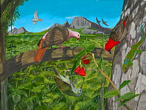 Illustration of Mauritian birds.  Mauritius pink pigeon (Nesoenas mayeri) (centre left); Mauritius fody (Foudia rubra) (centre right); Mauritius olive white-eye (Zosterops chloronothos) feeding on the...