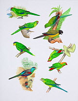 Illustration of extinct parrots. Clockwise from top right: society parakeet (Cyanoramphus ulietanus) extinct c 1774,Raiatea,Society Islands; black-fronted Parakeet (Cyanoramphus zealandicus ) extinct...