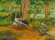 Illustration of extinct birds from Mauritius. Mauritian sheldgeese (Alopochen mauritianus ) (left) (extinct 1690) feed in a lakeside forest with Mascarene teal (Anas theodori) (bottom right) (extinct...