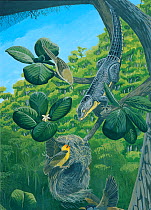 Illustration of Lienard's giant day-gecko (Phelsuma gigas) (extinct 1841) raids a Rodrigues fody (Foudia flavicans) (endangered/threatened species),nest,which hangs from a bough of Scyphochlamys revol...