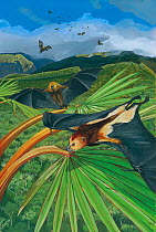Illustration of Mauritius fruit bat / Black-spined fruit bat (Pteropus niger) flying over red latan palm (Latania commersoni); the only fruit bat still to occur on the island of Mauritius; endangered...