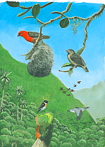 Illustration of extinct and extant birds,Reunion Island,Indian Ocean. Reunion fody (Foudia delloni), male (top right) female (top left) (extinct 1674); with Reunion stonechat (Saxicola tectes) (bottom...