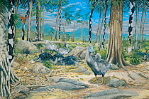 Illustration of Mauritian lowland dry forest with extinct species. Dodo (Raphus cucullatus) - extinct 1688 - in a woodland of black ebony (Diospyros tesselaria),Tambalacoque Sideroxylon grandiflorum,...