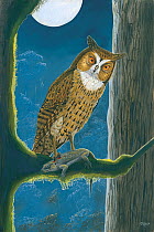 Illustration of Tafforet's lizard-owl / Leguat's owl / Rodriguez little owl (Mascarenotus murivorus) - extinct 1761. Endemic to the Island of Rodrigues (Rodriguez),a dependency of Mauritius, in the In...
