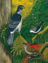 Illustration of Reunion harrier (Circus maillardi) being mobbed by Mauritius merle (Hyspipetes olivaceus) (bottom) and a male Mauritius cuckoo-shrike (Coracina typica) (top right) (threatened/endanger...