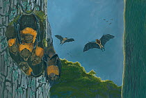 Illustration of Rougette bat (Pteropus subniger) - roosting (extinct 1854), compared with golden bat (P. rodricensis) (centre) and black-spined flying-fox (P. niger) (right). The rougette was one of o...