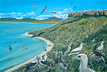 Illustration of nesting seabirds and other species,Ile Fregate,Rodrigues. Dugongs (Dugong dugon) (endangered/threatened species) once thrived in lagoons on Ile Fregate,while seabirds breed in huge num...