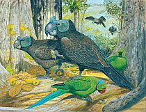 Illustration of Broad billed parrot / Raven parrot (Lophopsittacus mauritianus) - extinct 1674 - male right,female left,with echo parakeet (Psittacula echo),the only surviving Mascarene parrot (critic...
