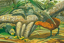 Illustration of Mauritius red hen (Aphanapteryx bonasia) - extinct 1690. Didosaurus (Leiolopisma mauritiana) - extinct 1600 - basking on Pandanus sp.,sits next to a blue-tailed day gecko (Phelsuma cep...