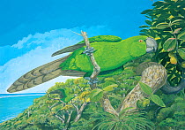 Illustration of Rodrigues parrot (Necropsittacus rodericanus) - extinct 1761 - perched on  Bois dolive (Cassine orientale). Island of Rodrigues (Rodriguez), a dependency of Mauritius.