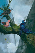 Illustration of Reunion's pigeons in a gorge above St Louis, Mauritius. Malagasy / Madagascar turtle dove (Nesoenas picturata) (top left - extant); Reunion pink pigeon (Nesoenas duboisi) (centre left)...