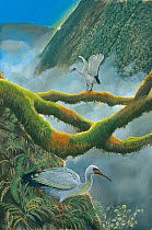 Illustration of Reunion solitaire / Reunion sacred ibis (Threskiornis solitarius) - extinct - on the side of the Piton des Neiges volcano,island of Reunion, Mauritius.