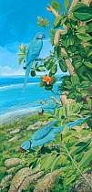 Illustration of blue morphs (usually green) of Rodrigues parakeet / Newton's parakeet (Psittacula exsul) - extinct 1874. Feeding on hibiscus lilliflorus (above) and Syzygium balfouri (below). Island o...