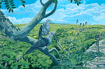 Illustration of Rodrigues pigeon (Columba rodericanus) - extinct 1761 - perched on the critically endangered Zanthoxylon paniculatum,above the Anse Quitor Valley,island of Rodrigues (Rodriguez),a depe...
