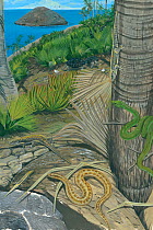 Illustration of snakes,lizards and tortoises on Mauritius. Keel-scaled boa (Casarea dussumieri) - threatened/endangered species; burrowing boa (Bolyeria multicarinata) - extinct 1975; Gnther's gecko (...