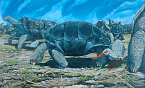Illustration of Rodrigues high-backed carosse tortoise (Cylindraspis vosmaeri ) - extinct 1795 - (left); Rodrigues domed tortoise (Cylindraspis peltastes) - extinct 1795 - (centre). Leguat's rails (Er...