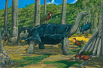 Illustration of the large, flightless Dubois's wood rail (Dryolimnas augusti) - extinct 1674 - feeds among Reunion tortoises (Cylindraspis indica) - extinct 1800 - in a grove of screw pines (Pandanus...