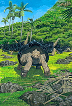 Illustration of Rodrigues high-backed carosse tortoise / Saddle-backed Rodrigues giant tortoise (Cylindraspis vosmaeri) - extinct 1795 - feeding on the fruit of Rodrigues spindle palm (Hyophorbe versc...