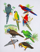 Illustration of extinct parrots. Clockwise from top right: Cuban red macaw (Ara tricolor) - extinct 1864,Cuba,West Indies; Jamaican red macaw (Ara gossei) - extinct 1765,Jamaica,West Indies; Rodrigues...