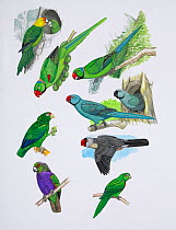 Illustration of extinct parrots. Clockwise from top right: Reunion parakeet (Psittacula eques) - extinct 1760,Reunion Island,Mascarenes; Rodrigues parakeet (Psittacula exsul) - extinct 1874,Rodrigues...