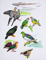 Illustration of extinct pigeons. Clockwise from top right: red-moustached fruit dove (Ptilinopus mercieri tristrami) - extinct 1920,Hivoa,Maquesas; Marquesas fruit dove (Ptilinopus mercieri mercieri)...