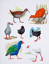 Illustration of extinct rails. Clockwise from top right: Mauritius red rail (Aphanapteryx bonasia)  extinct 1700,Mauritius,Mascarenes; San Cristobel gallinule (Gallinula silvestris) - extinct 1929,San...
