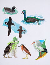 Illustration of extinct water birds. Clockwise from top right: spectacled cormorant (Phalacrocorax perspicillatus) - extinct 1852,Bering Island; Reunion ibis (Threskiornis solitarius) - extinct 1710,R...