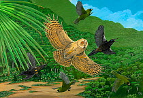Illustration of prehistoric Hawaiian scene. Extinct Kaua'i owl (Grallistrix auceps) scatters a flock of the extinct finch (Chloridops wahi) in pursuit of the more recently extinct Kaua'i O'o (Moho bra...