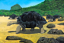 Illustration of Mauritius domed giant tortoise (Cylindraspis inepta) - extinct 1720. Mauritius,Mascarenes, Indian Ocean.