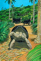 Illustration of Mauritius saddleback giant tortoise (Cylindraspis triserrata) - extinct 1720. Mauritius, Mascarenes.