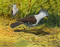 Illustration of Reunion crested starling (Fregilupus varius) - extinct 1850. Reunion Island,Mascarenes, Indian Ocean.