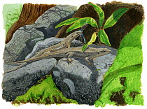 Illustration of Reunion Island skink (Leiolopisma ceciliae) - extinct. Closely related to the extant Telfair's skink (Leiolopisma telfairi) from Mauritius. May have died out due to predation from intr...