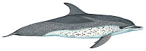 Illustration of Atlantic spotted dolphin (Stenella frontalis), Delphinidae (Wildlife Art Company).