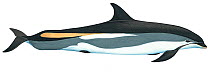Illustration of Atlantic white-sided dolphin (Lagenorhynchus acutus), Delphinidae (Wildlife Art Company).