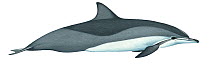 Illustration of Clymene dolphin / Short-snouted spinner dolphin (Stenella clymene), Delphinidae (Wildlife Art Company).