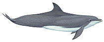 Illustration of Common bottlenose / Bottle-nosed dolphin (Tursiops truncatus), Delphnidae (Wildlife Art Company).