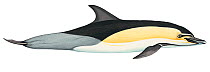 Illustration of Short-beaked common dolphin / Criss-cross dolphin (Delphinus delphis), Delphinidae (Wildlife Art Company).