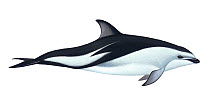 Illustration of Dusky dolphin (Lagenorhynchus obscurus) (Wildlife Art Company).