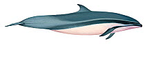 Illustration of Fraser's dolphin / Sarawak dolphin (Lagenodelphis hosei), Delphinidae (Wildlife Art Company).
