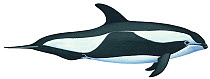 Illustration of Hourglass dolphin (Lagenorhynchus cruciger), Delphnidae (Wildlife Art Company).