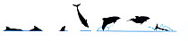 Illustration of Common bottle-nosed / Bottlenose dolphin (Tursiops truncatus) and Indo-Pacific dolphin (T. aduncus) breach and dive sequence in profile (Wildlife Art Company).
